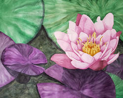 Pink Water Lily