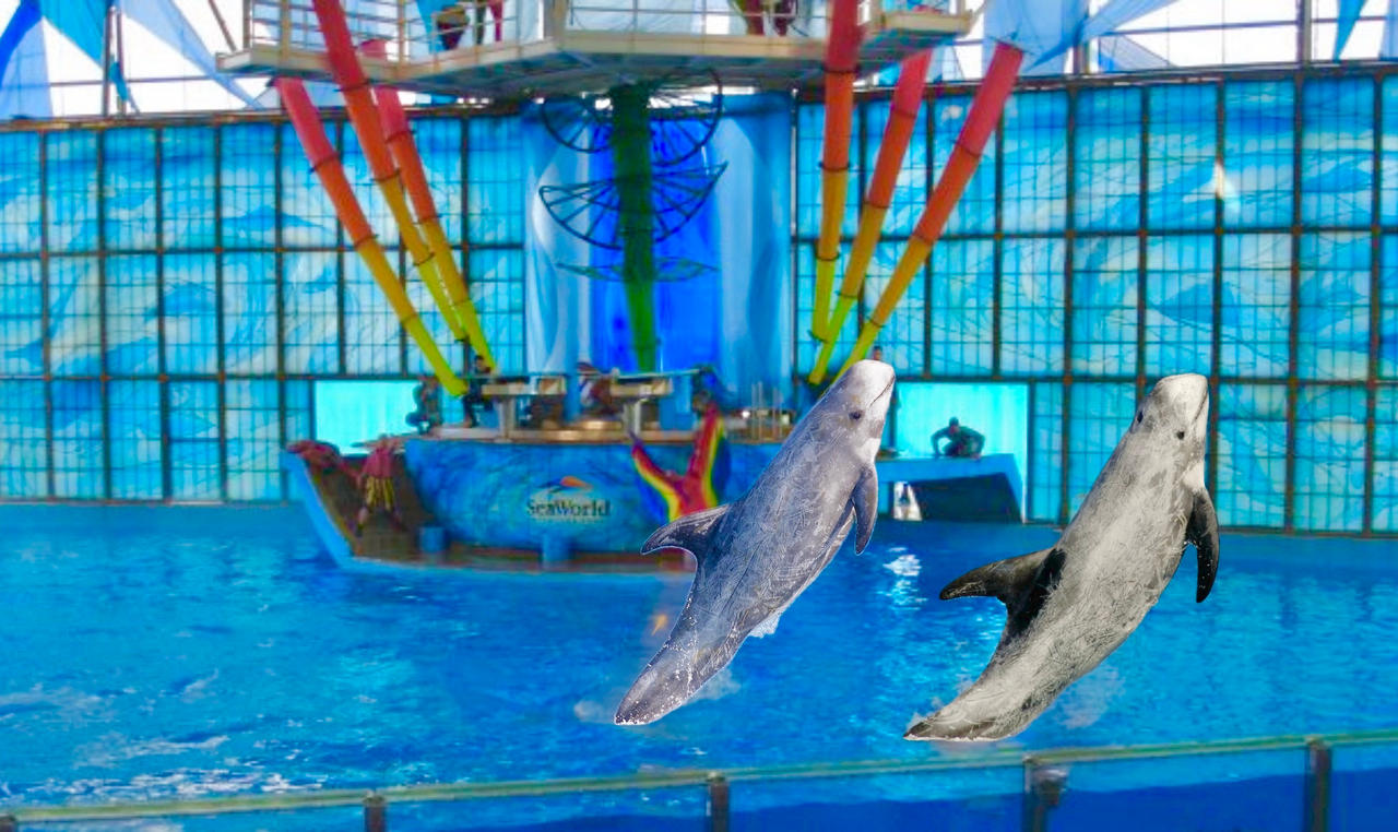 Rissos dolphin segment in viva by Landontribalchief on DeviantArt