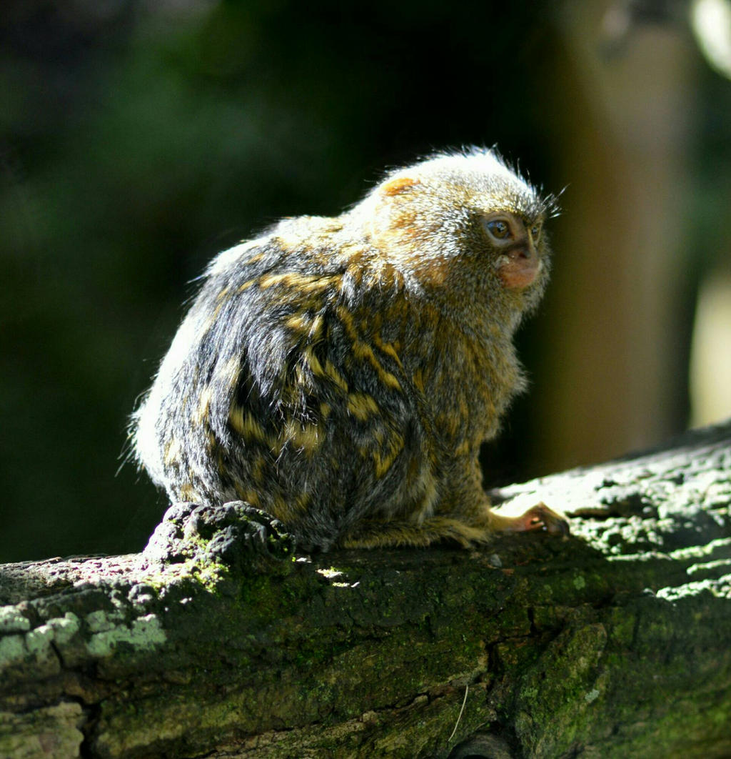 Mini Monkney mini monkey by PhotosdeLau on DeviantArt
