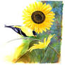 Sunflower ID