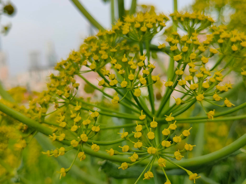 okpp by do12345 on DeviantArt