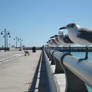 birds on rail