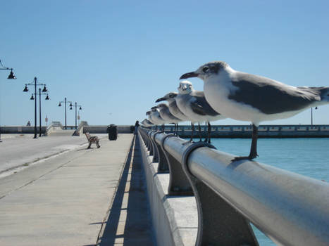 birds on rail