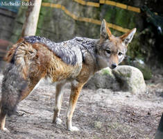 Black-backed Jackal