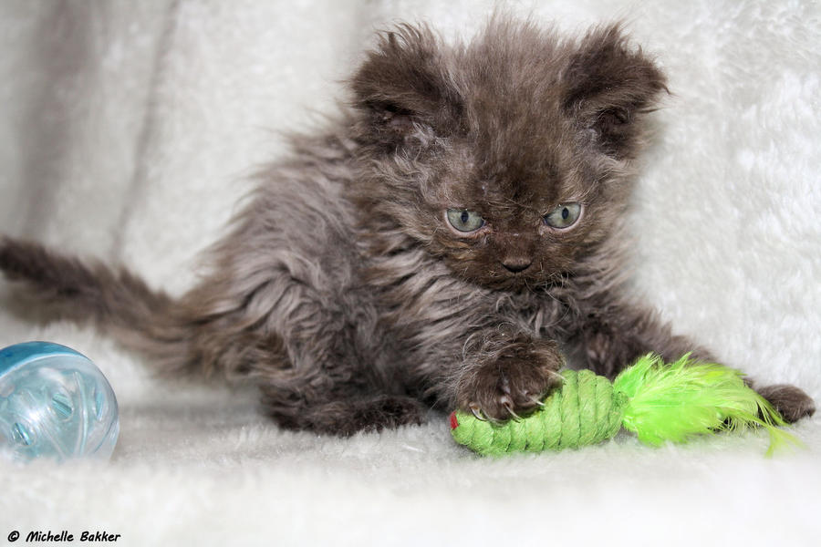 Playfull selkirk rex kitten