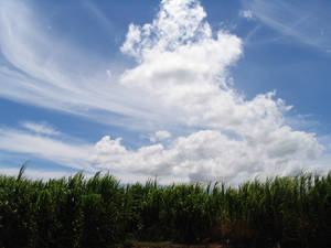 Cane Fields