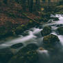 End of automn (Allondon)