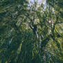 Rain of leaves