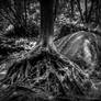 The one who takes root