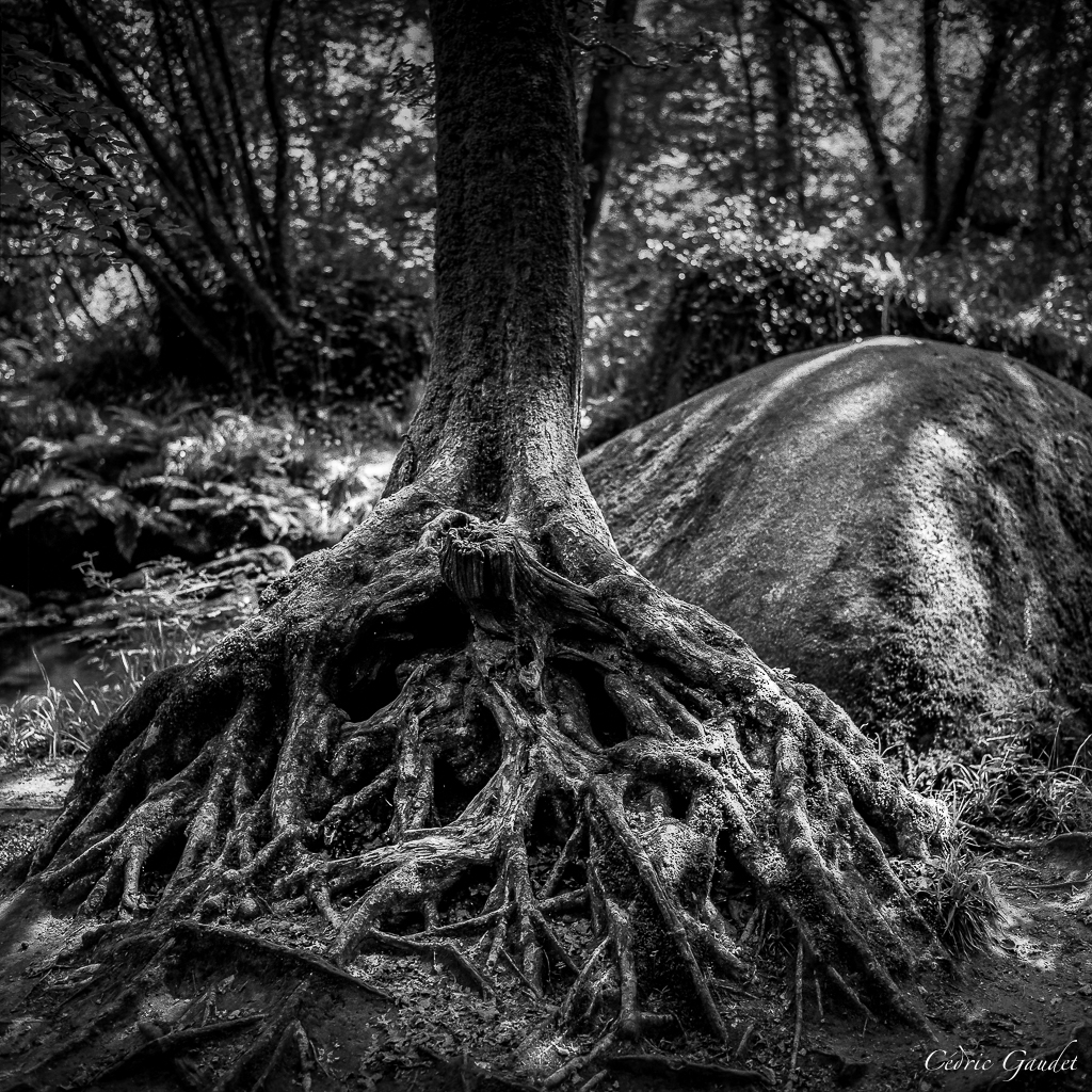 The one who takes root