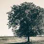 Between two pastures