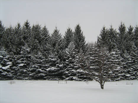 Winter Trees - 1