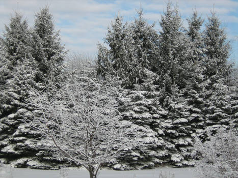 Winter Trees - 2