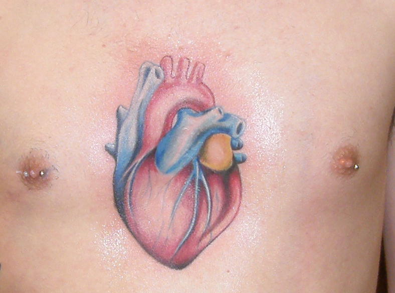 anatomical heart