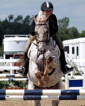 Appaloosa Jumper