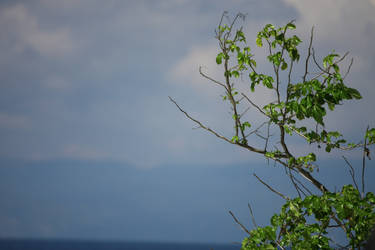 leaves and sky