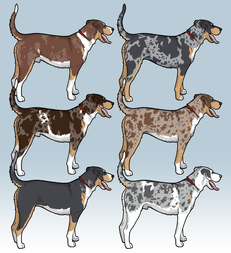 Blue clearance merle catahoula