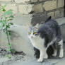 yellow-eyed cat