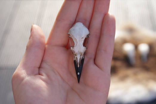 Unknown Bird Skull 1