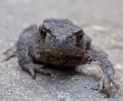 Eyes Of The Toad
