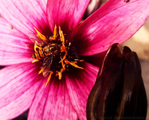 Hoverfly And The Dahlia