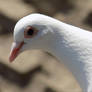 Dove From Above