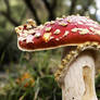 Amanita Muscaria