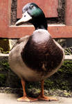 Portrait Of Duck Duck by dramaticpeanut