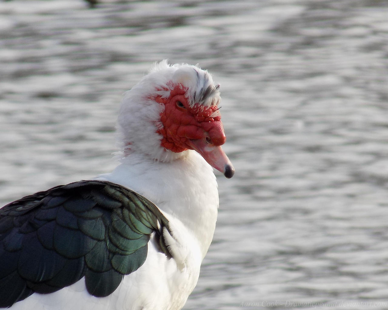 The Evil Muscovy