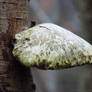 Birch Polypore