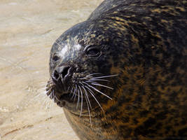 The Harbour Seal