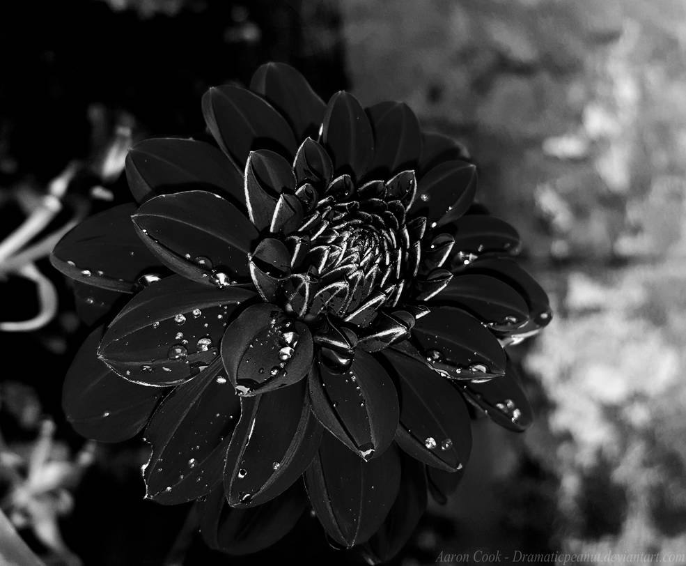 Black Dahlia by dramaticpeanut