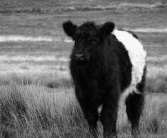 You Are Only Coming Through In Waves