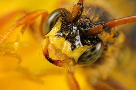 cuckoo bee saying 'hello'