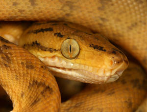 snake macro