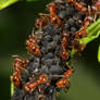 Red ants farming aphids