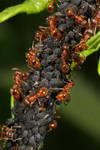 Red ants farming aphids by macrojunkie