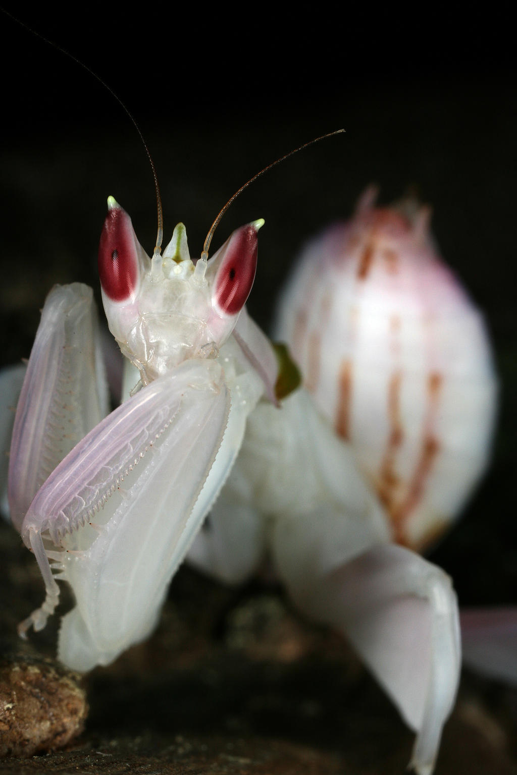 female orchid