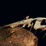 Adult Idolomantis diabolica