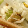 white crab spider_3