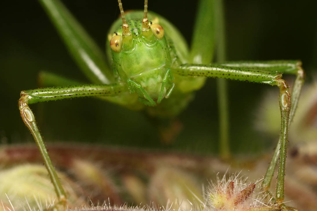 Adult female bush cricket_1 by macrojunkie on DeviantArt