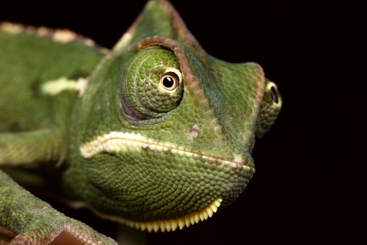 Baby Chameleon mug shot