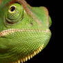 Veiled Chameleon yemen 4