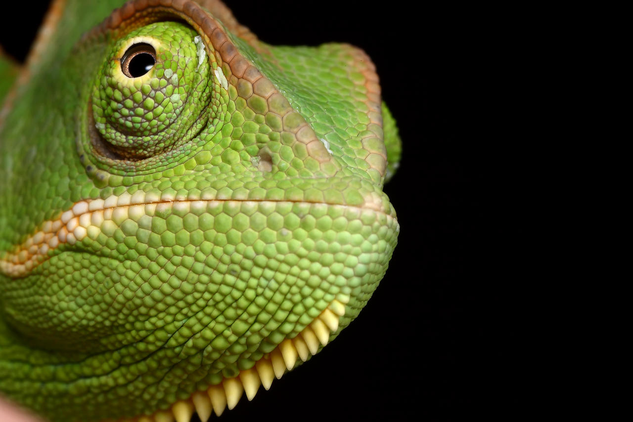 Veiled Chameleon yemen 4
