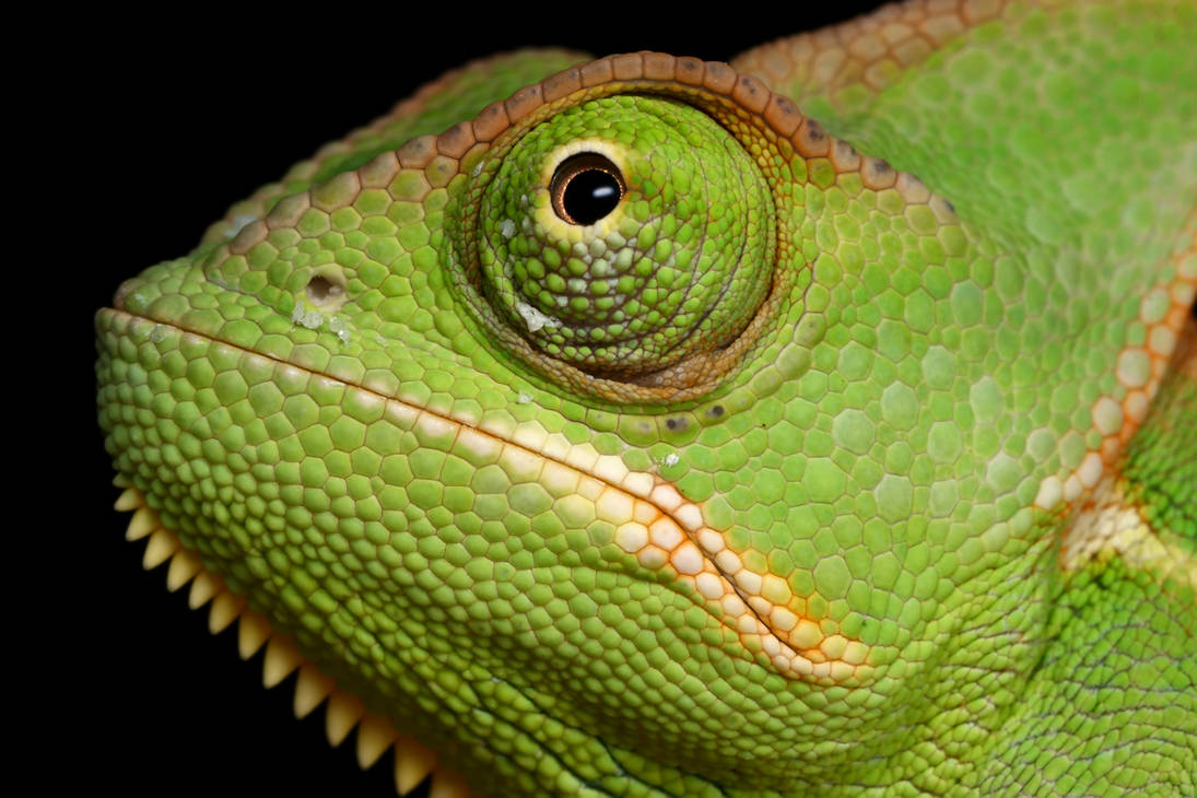 Veiled Chameleon Scratchboard 2 Veiled Chameleon yemen 5 by macrojunkie on DeviantArt