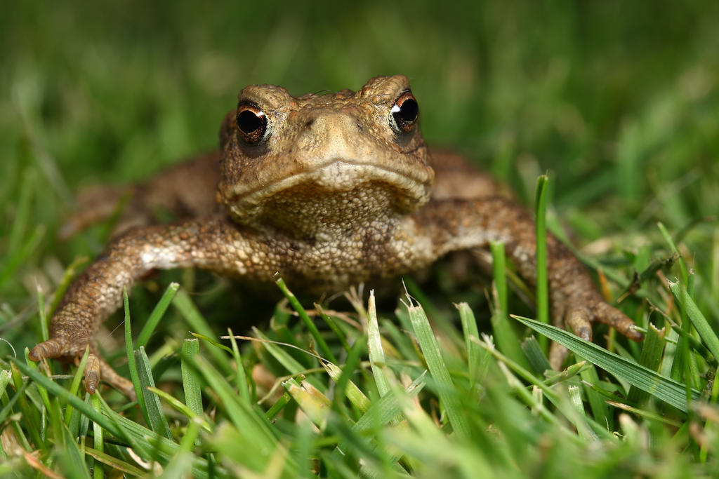 baby toad 6