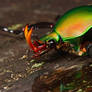 African flower beetle1