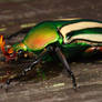 African flower beetle2
