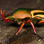 Flower beetle 1