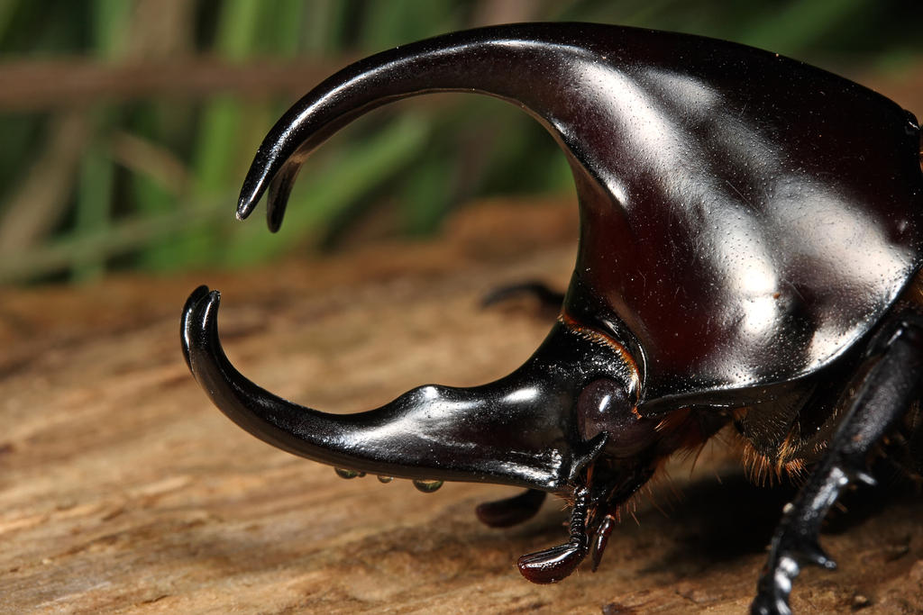 Rhino Beetle Dynastinae 2